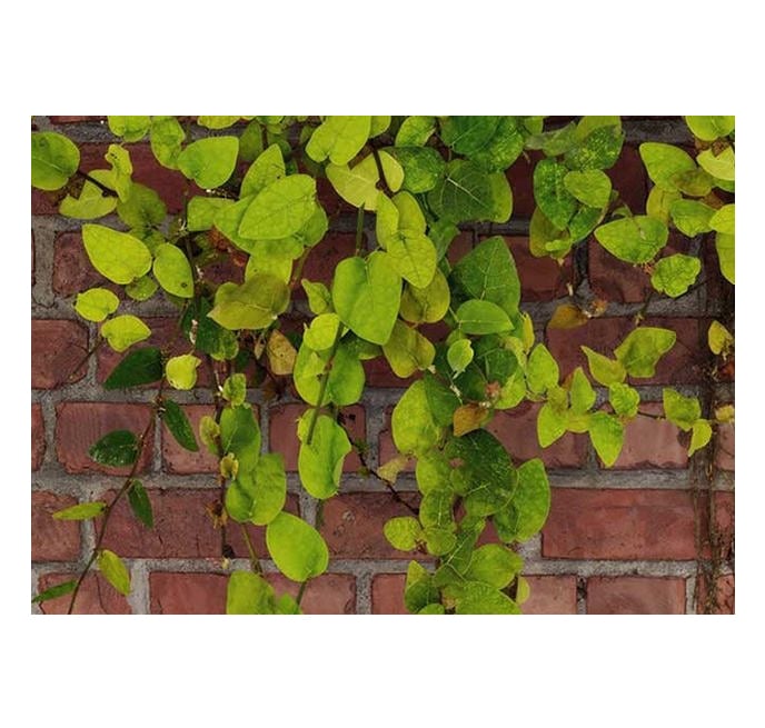 Brick 2 - Product image