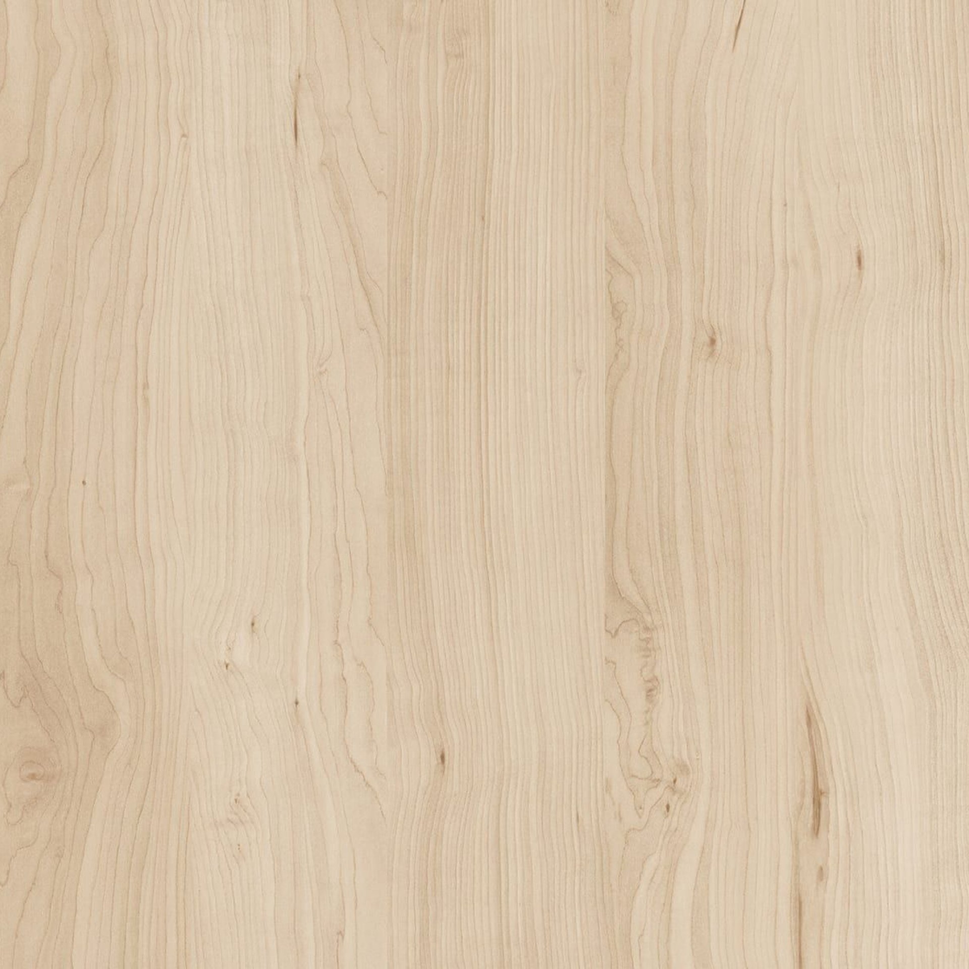 Planetree Maple